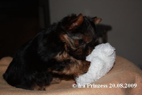 Ira Prinzess vom Hohenstein